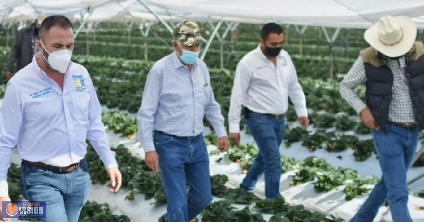 Luis Felipe León Balbanera, impulsa economía del campo con 300 empleos generados en cultivo de fresa