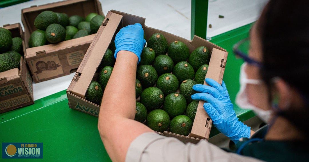 En mayo, inicia exportación de aguacate de Jalisco a USA, luego de conflicto en Michoacán 