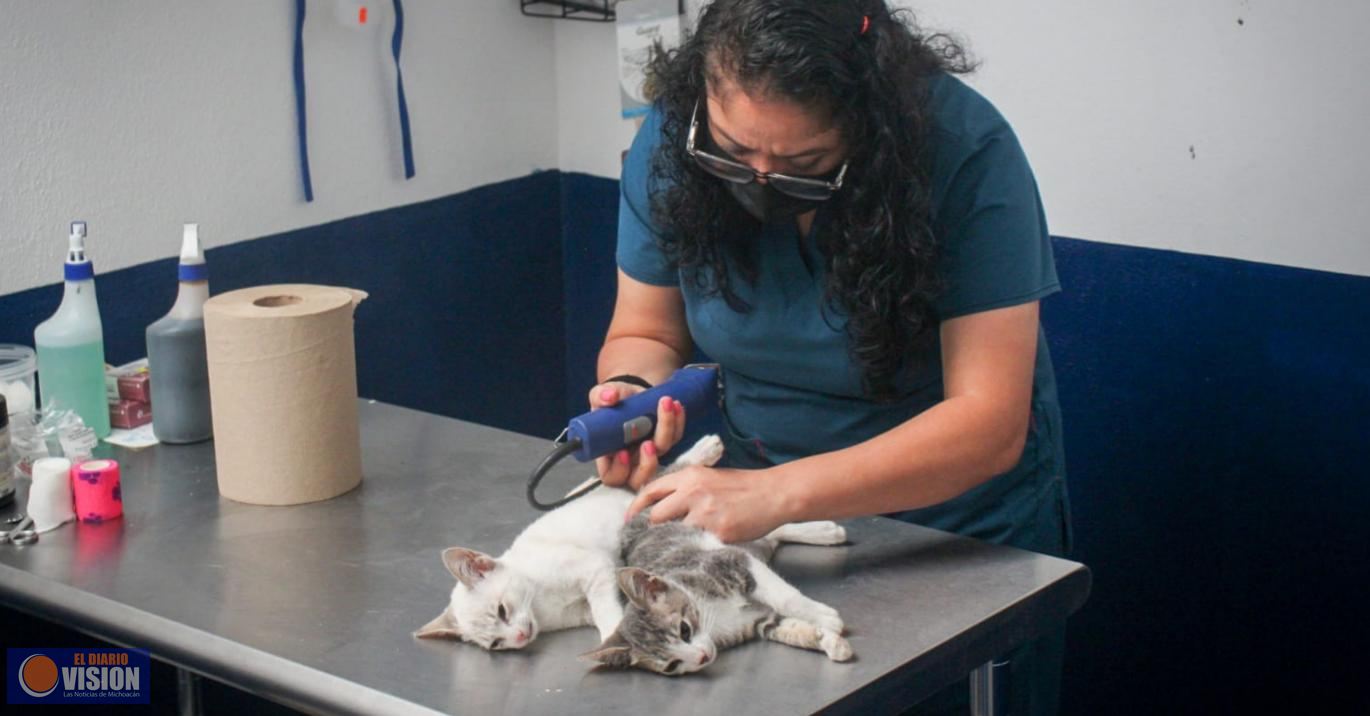 Inicia DIF campaña permanente de esterilización para mascotas