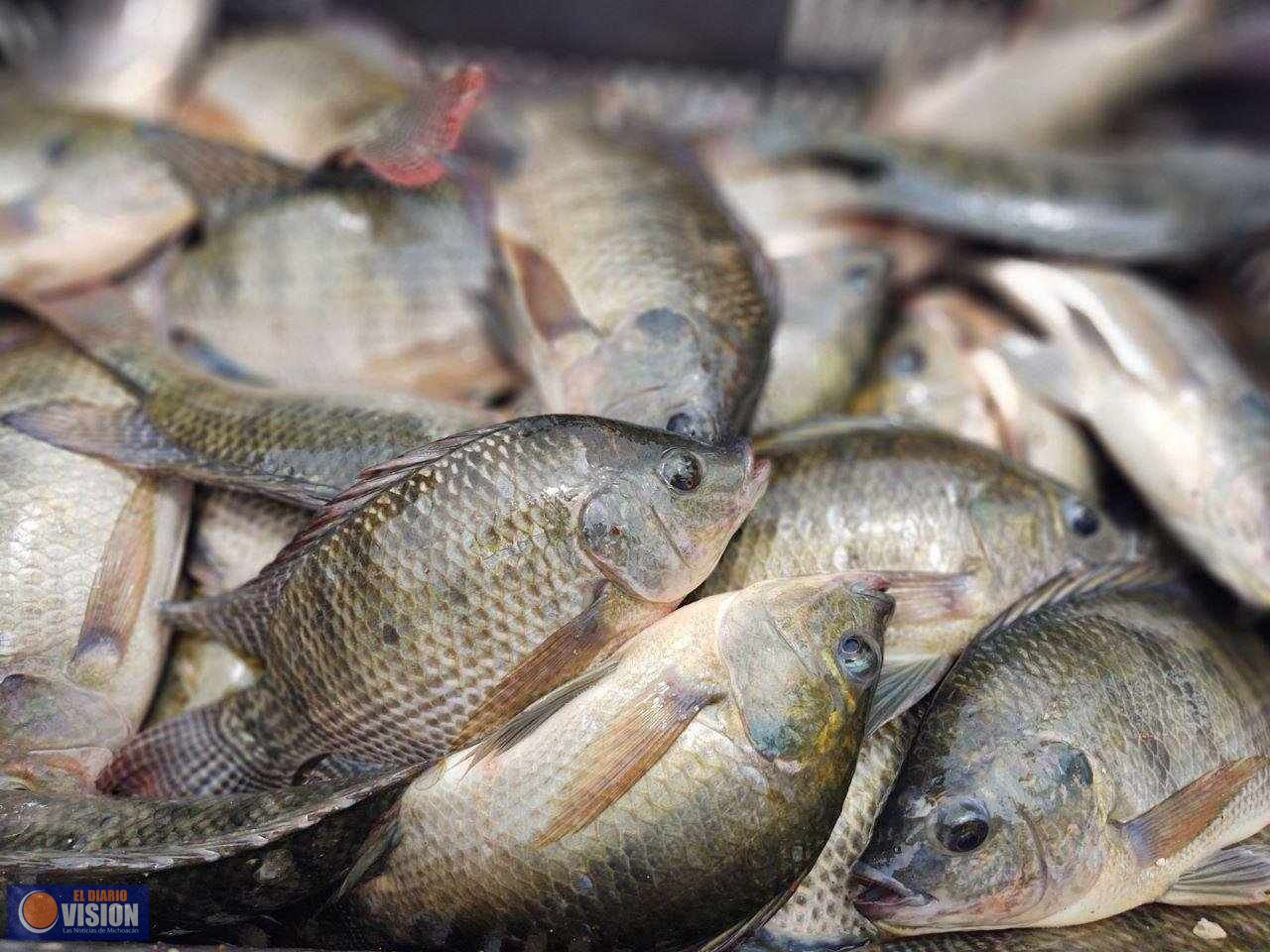 Cuaresma 2025: compra a bajo costo pescado fresco directo de productores michoacanos