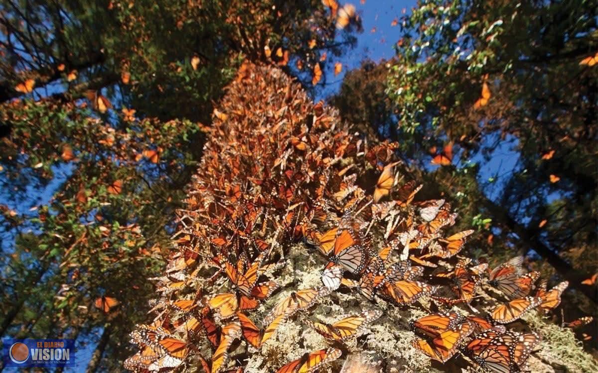 Recibe el 2026 rodeado de naturaleza en los santuarios de la Monarca