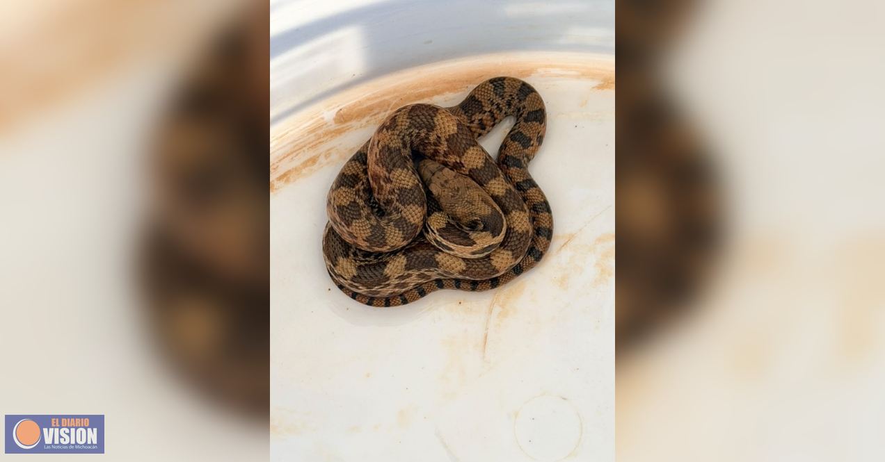 Protección Civil de Morelia atiende de manera oportuna reportes de reptiles en domicilios