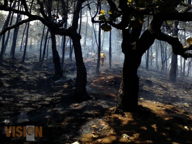 Criminal devastación en el cerro de Jicalán 