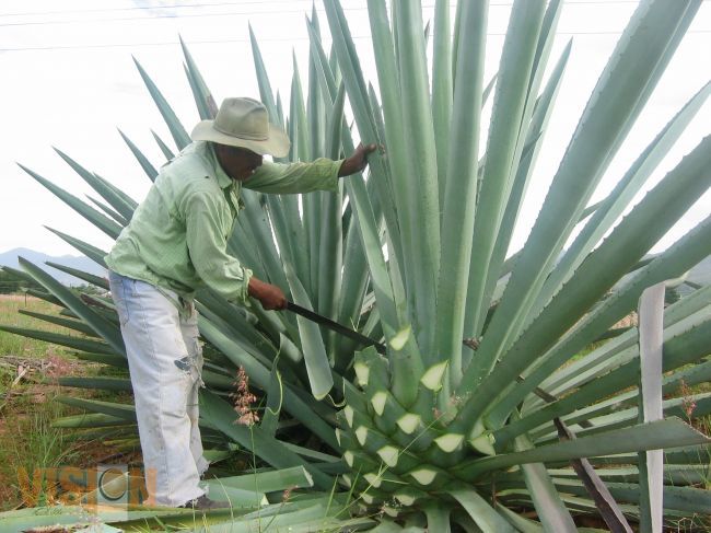 Profeco y los mezcales