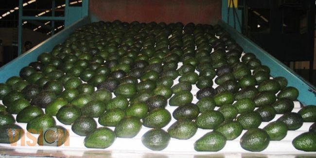 Nicolaitas descubren nuevos patógenos causantes de la muerte de los aguacates