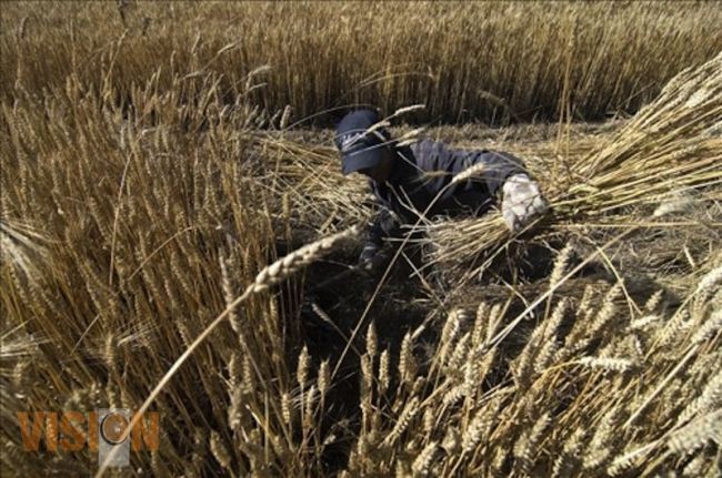 Pactan precio de trigo en beneficio de los productores 