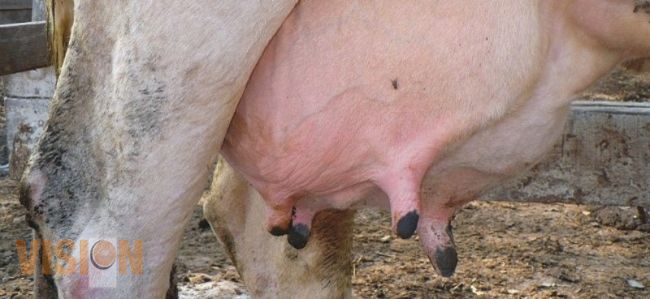 Semilla del aguacate podría ayudar a combatir la mastitis bovina 