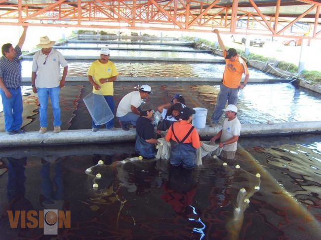 Programas pesqueros y acuícolas son impulsados por Gobierno del Estado