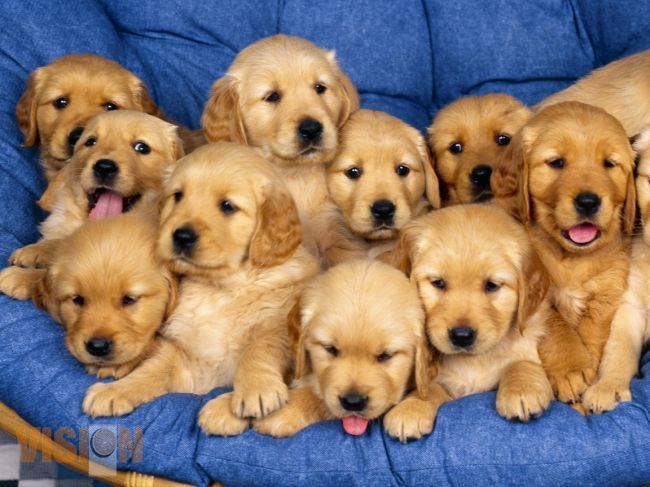 Promueven adopción de perros y educación sobre bienestar animal en Morelia