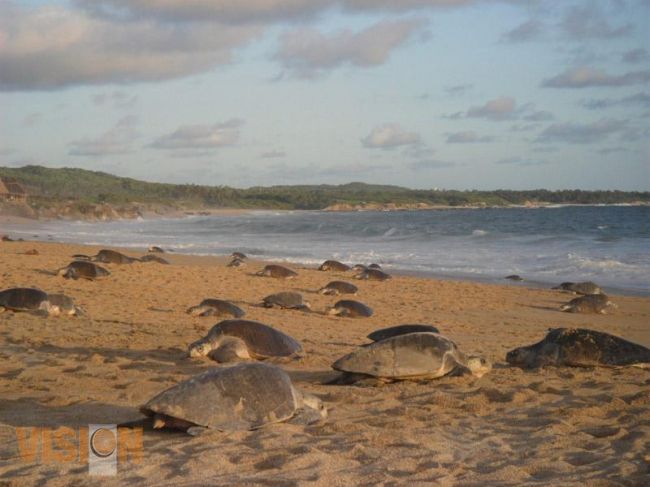 16 millones de tortugas serán liberadas en Michoacan