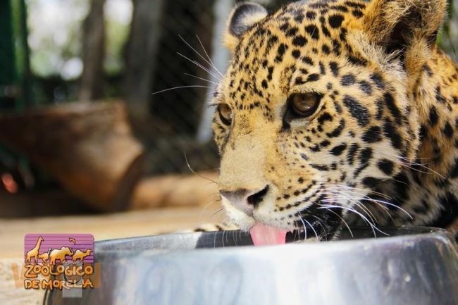 Presentan dos nuevos integrantes del zoológico, dos cachorros de jaguar
