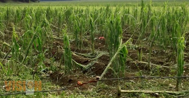 Podría escasear la  producción de maíz