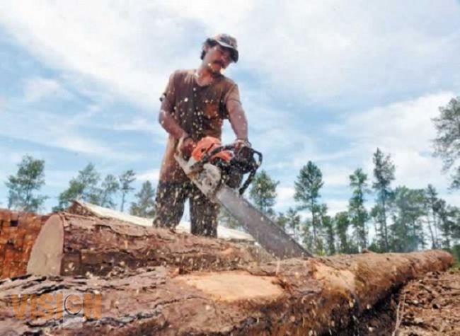 Nicolaitas trabajan en caracterización de productos forestales para evitar sobreexplotación