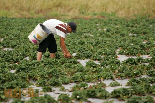 Michoacán fortalece liderazgo Nacional con el incremento en la Producción de 72 cultivos. 