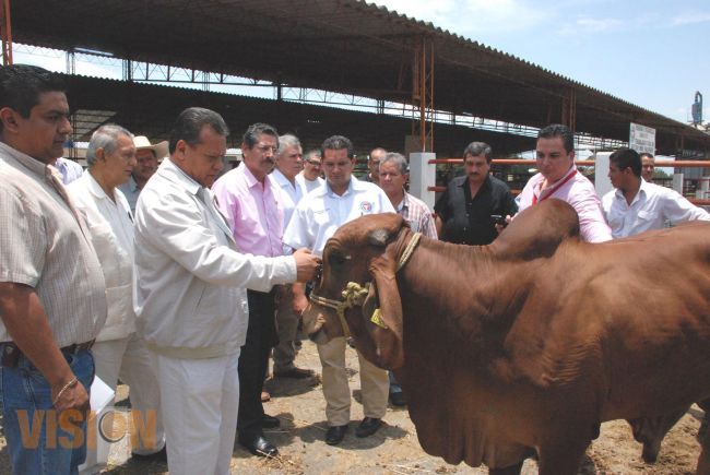 Arranca el primer tianguis de ganado de registro