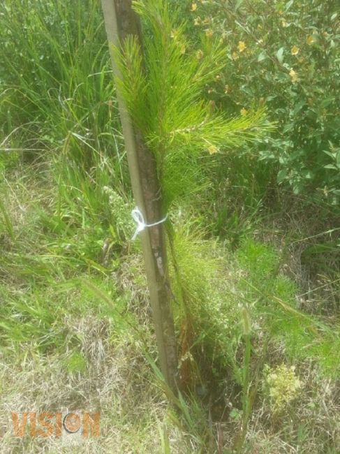 Fracasa reforestación en Loma de Santa María, asegura organización Salva la Loma