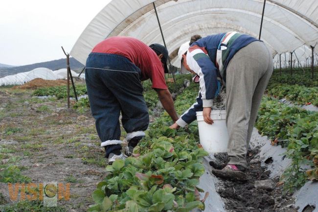 Nueva generación de productores michoacanos retoman invernaderos