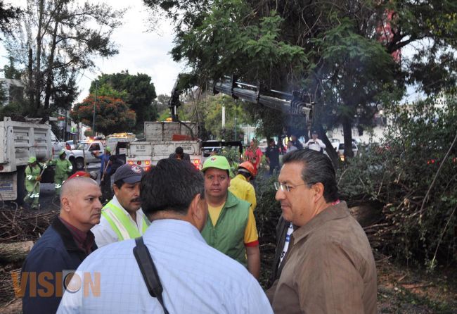 Tromba derriba árbol en Avenida Camelinas