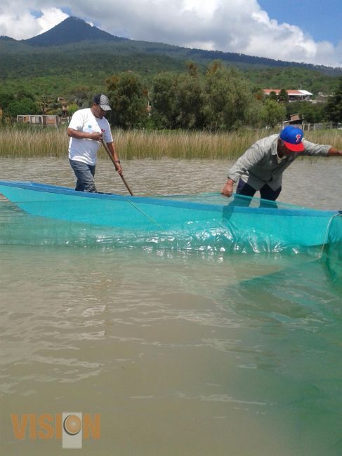 Repueblan el lago de Pátzcuaro con 200 mil crías de pez blanco.