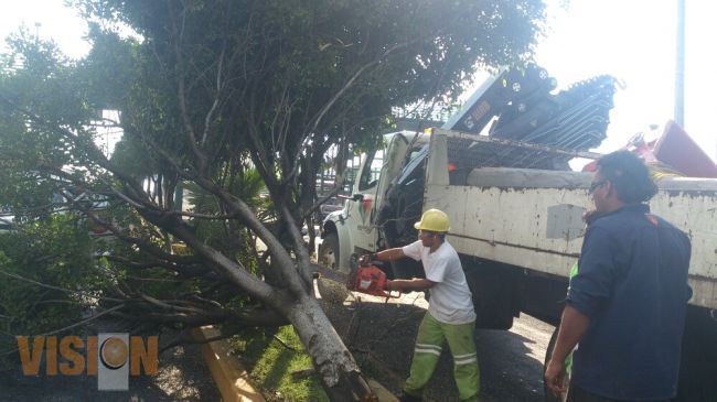 Retiran árbol del libramiento Sur