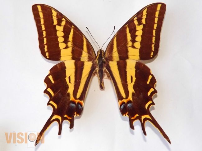 La Colección de Mariposas y otros insectos estará en el Museo de Historia Natural de la UMSNH