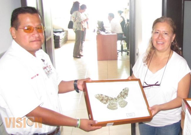 La Colección de Mariposas y otros Insectos estará en el Museo de Historia Natural de la UMSNH