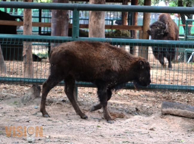 Llega al Zoológico de Morelia un Bisonte Americano.
