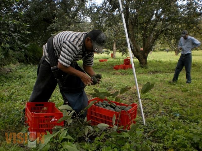 Refuerzan medidas fitosanitarias para el aguacate de exportación