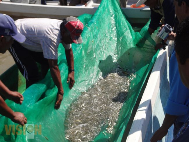 Siembran 60 mil crías más de pez blanco en el lago de Pátzcuaro. 