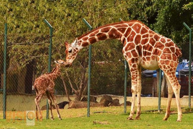 Nace una jirafa en el Zoológico de Morelia