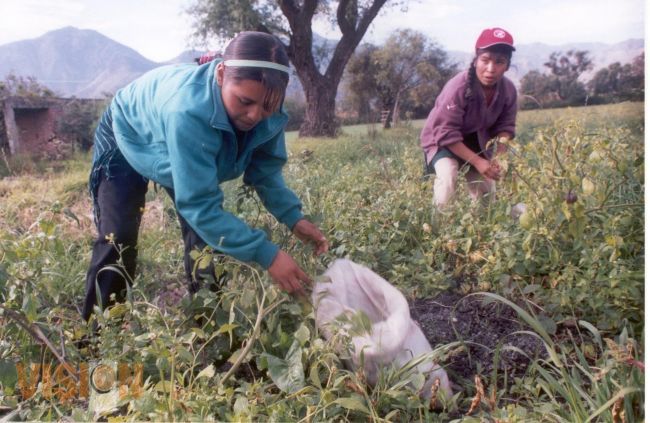 Solicita Michoacán apoyo para 17 proyectos hortícolas a la Secretaría de Economía.