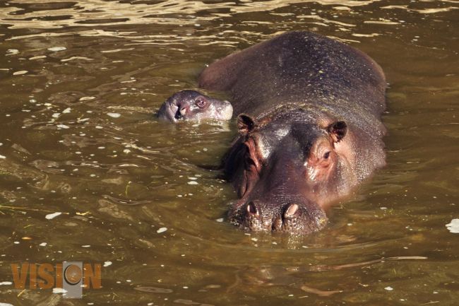 Nace un Hipopótamo del Nilo en el Zoológico de Morelia.