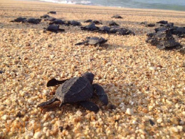 En próximo 2014 se lanzará la ruta de la tortuga