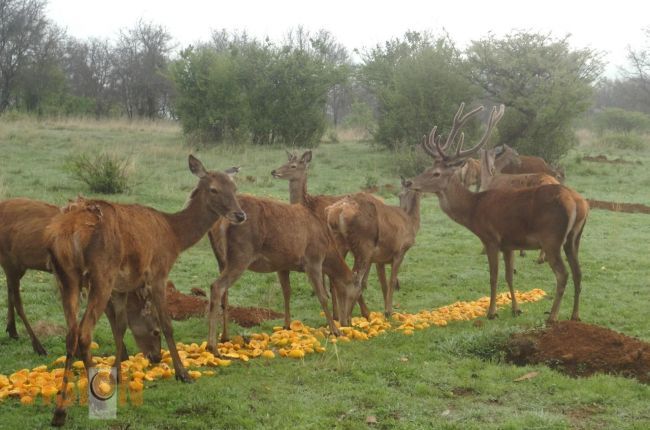 Michoacán impulsa la conservación de la fauna.