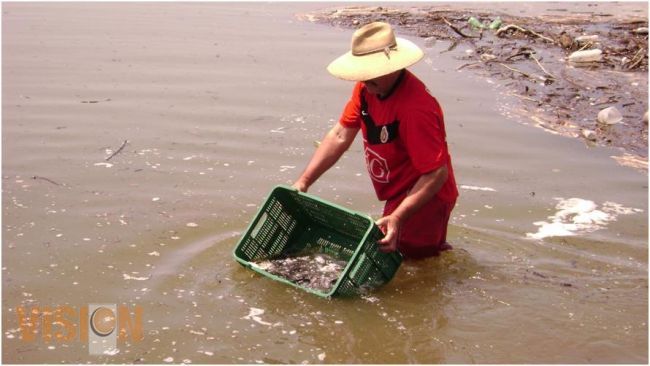 Consolida el Gobierno del Estado programa de siembra de crías de tilapia y bagre.
