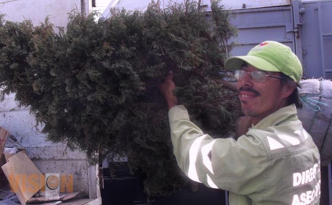 Recicla tu árbol de Navidad.