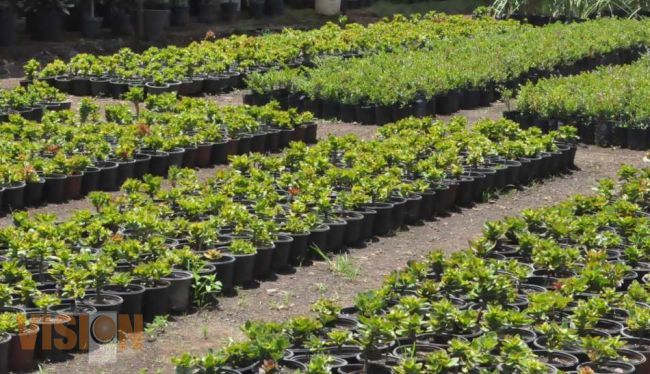 Iniciarán trabajos de conservación de los parques urbanos del municipio