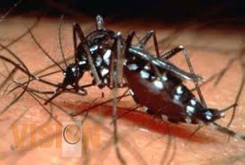 Detectan síntomas de dengue en Zamora