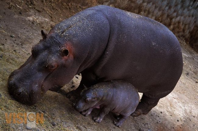 Llega Hipopótamo bebé del Zoológico de Morelia a los 60 kilogramos.