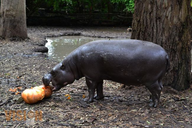 En Zoológico de Morelia promueven bienestar de animales 