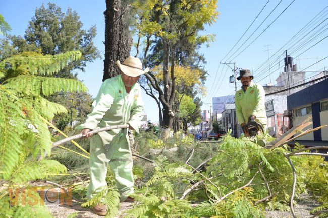 Resguarda Ayuntamiento de Morelia, integridad de habitantes con poda 
