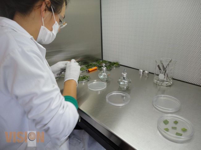 Biotecnología, una de las carreras con mayor demanda en la UTM.