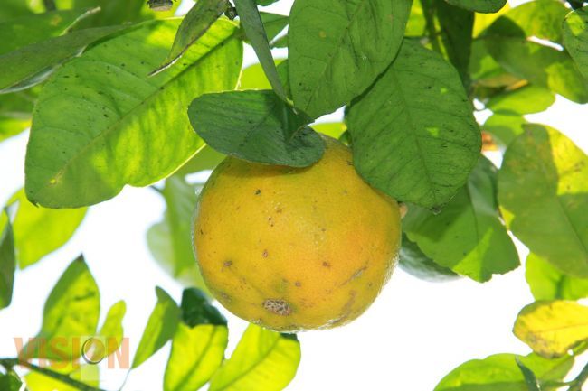 Entregarán árboles frutales a familias Más desprotegidas del municipio de Uruapan 