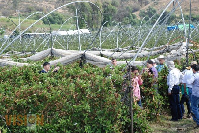 Frutillas michoacanas buscan entrar al mercado de China