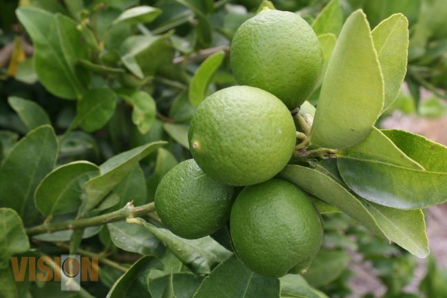 Productores Michoacanos de limón no son culpables del precio elevado del fruto.