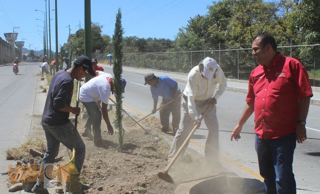 Pinos italianos embellecerán la calle Villamar en la colonia San Rafael