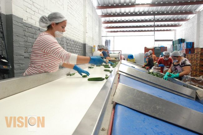 Pepino Michoacano con calidad de exportación.