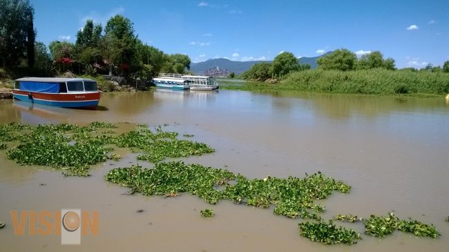 Incrementa Compesca tareas de limpieza de lirio acuático en el Lago de Pátzcuaro.