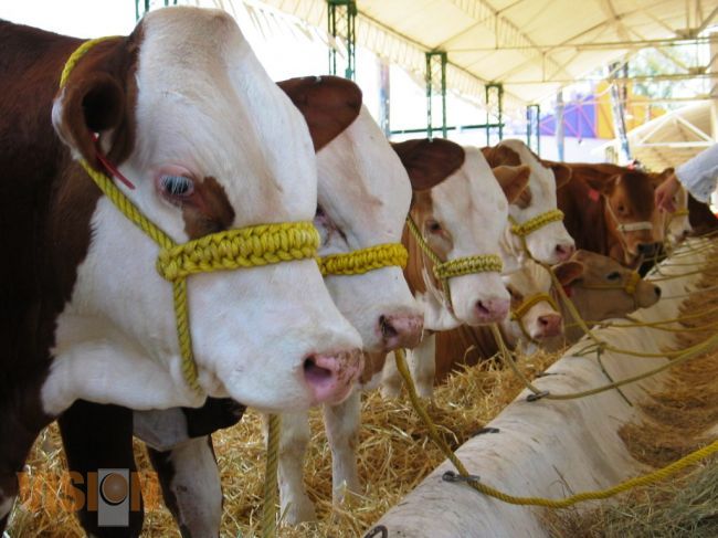 Presentará SEDRU más de Mil ejemplares de ganado para la Expo Feria 2014.