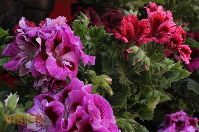 Muy concurrida la extensión de la  Feria del Geranio en Uruapan